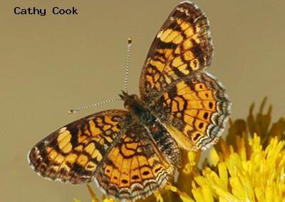 Pearl Crescent<br />© Catherine Cook<br />Boulder County