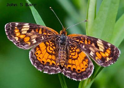 Pearl Crescent<br />© John S. Barr<br />Long Canyon Trail<br />Boulder County