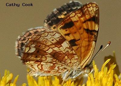 Pearl Crescent<br />© Catherine Cook<br />Boulder County