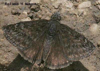 Persius Duskywing<br />© Roland H. Wauer