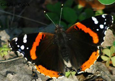 Red Admiral<br />© Catherine Cook<br />Boulder County