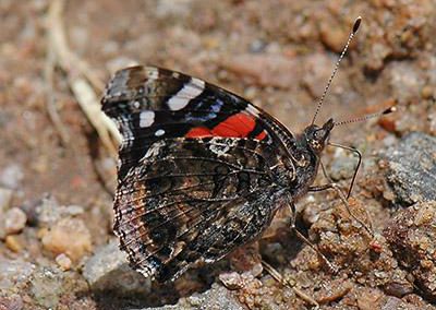Red Admiral<br />© Catherine Cook<br />Anne U. White Trail<br />Boulder County
