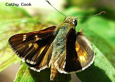 Snow's Skipper<br />© Catherine Cook<br />Coulson Gulch<br />Boulder County