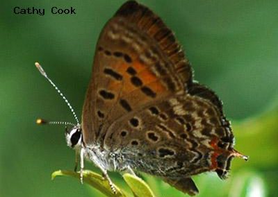 Tailed Copper<br />© Catherine Cook<br />Roxborough State Park<br />Jefferson County