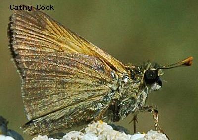 Tawny-Edged Skipper<br />© Catherine Cook<br />Golden Gate State Park<br />Jefferson County