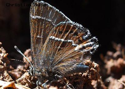 Thicket Hairstreak<br />© Christian Nunes<br />Fowler Trail<br />Boulder County