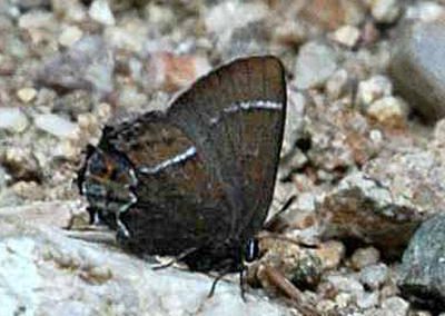 Thicket Hairstreak<br />© Catherine Cook<br />Caribou Ranch<br />Boulder County