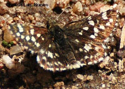 Two-Banded Checkered-Skipper<br />© Christian Nunes<br />Gold Hill Lake<br />Boulder County