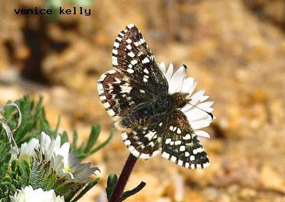 Two-Banded Checkered-Skipper<br />© Venice Kelly