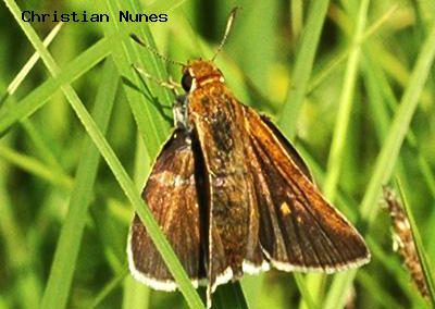 Two-Spotted Skipper<br />© Christian Nunes<br />Shearer Ditch<br />Boulder County
