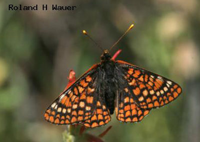 Variable Checkerspot<br />© Roland H. Wauer
