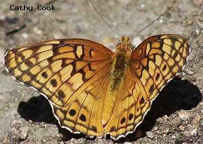 Variegated Fritillary<br />© Catherine Cook<br />Coulson Gulch<br />Boulder County
