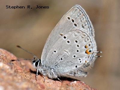 eastern tailed blue butterfly male and female