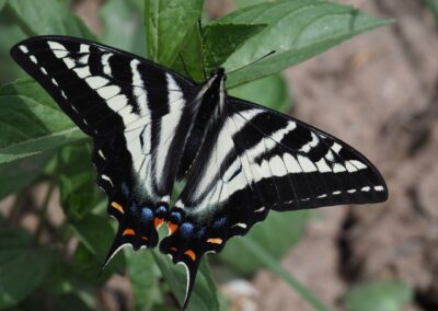 Pale Swallowtail<br/>© John S. Barr<br/>Boulder County