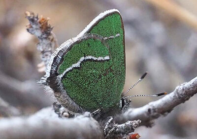 White-lined Green Hairstreak<br/>© Venice Kelly<br/>Boulder County