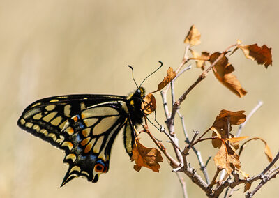Anise Swallowtail<br/>© Catherine Cook<br/>Six Mile Fold<br/>Boulder County