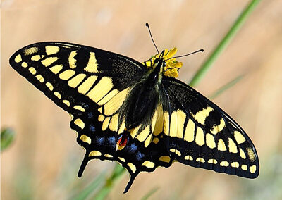 Anise Swallowtail<br/>© John S. Barr<br/>Boulder County
