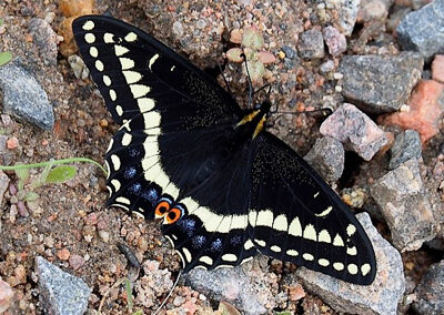 Indra Swallowtail<br/>© John S. Barr<br/>Boulder County