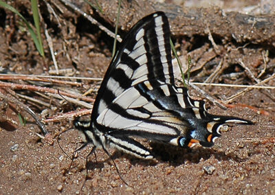 Pale Swallowtail<br/>© Catherine Cook<br/>Heil Valley Ranch<br/>Boulder County