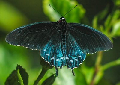 Pipevine Swallowtail (male)<br/>© Catherine Cook