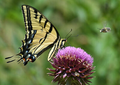 Two-tailed Swallowtail<br/>© Chris Friedman<br/>Boulder County