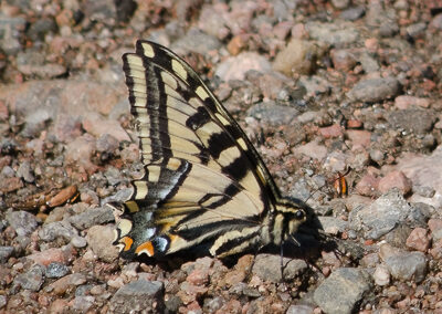 Western Tiger Swallowtail<br/>© Catherine Cook<br/>Boulder County