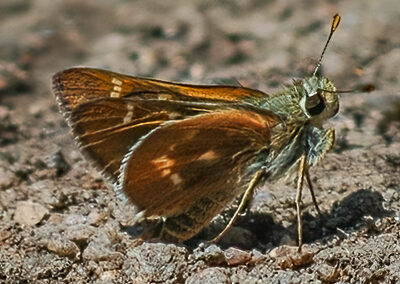 Snow's Skipper<br/>© Catherine Cook<br/>Coulson's Gulch, Boulder County