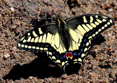 Anise Swallowtail<br/>© John S. Barr