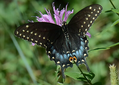 Black Swallowtail (female)<br/>© Stephen R. Jones