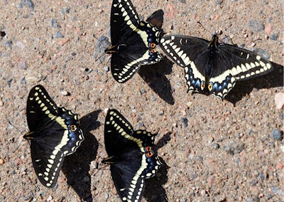 Indra Swallowtail<br/>© John Barr