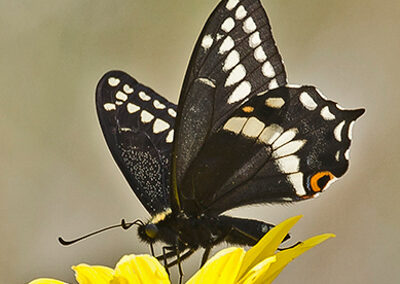 Indra Swallowtail<br/>© Leslie Larson