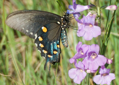 Pipevine Swallowtail<br/>© Christian Nunes<br/>Fowler Trail, Boulder County