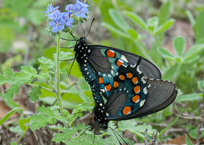 Pipevine Swallowtail<br/>© Catherine Cook