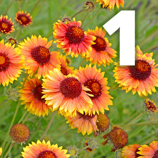 Blanket Flowers, deep red centers blending out to yellow edges.