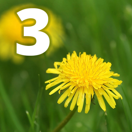 A dandelion.