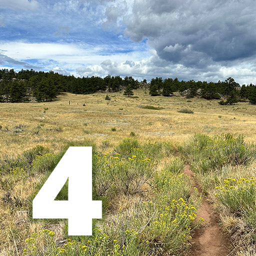 A hiking trail through a wild mountain meadow.