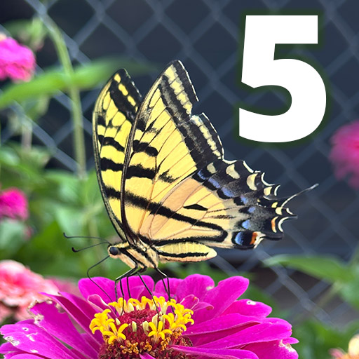 A yellow and black butterfly on a bright pink zinnia flower.