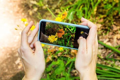 Hands hold a phone taking pictures of a butterfly.