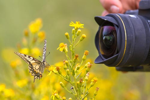 Close-up of a camera lens taking a photo of a butterfly on a flower.